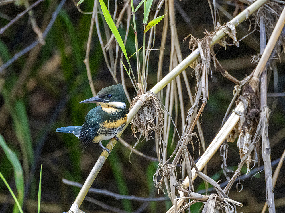 An adult green kingfisher, Chloroceryle americana, perched on a tree in the Pacaya Samiria Preserve, Peru.