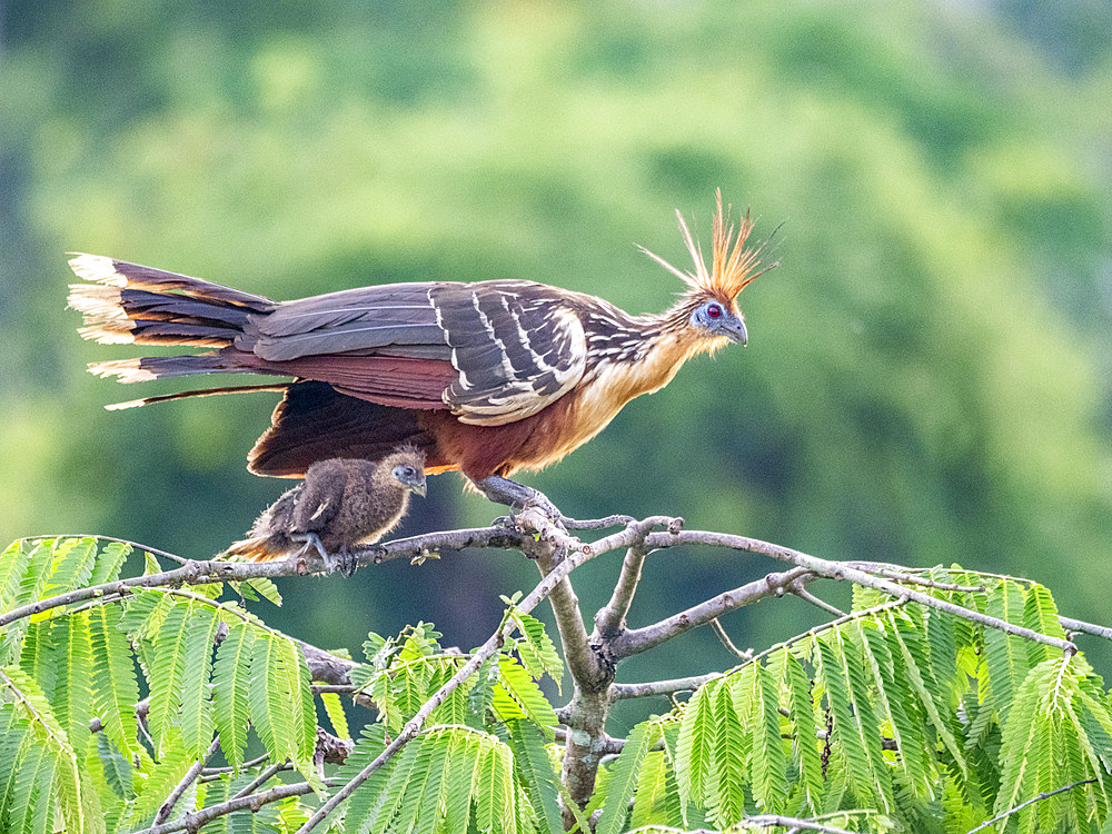 An adult female hoatzin, Opisthocomus hoazin, protecting her chick in a tree in the Pacaya Samiria Preserve, Peru.
