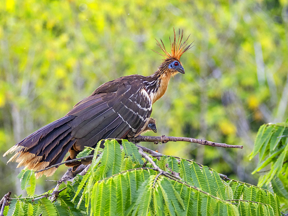 An adult female hoatzin, Opisthocomus hoazin, protecting her chick in a tree in the Pacaya Samiria Preserve, Peru.