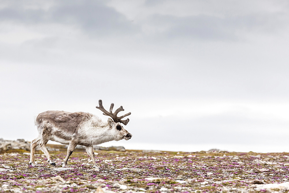 Male Svalbard reindeer (Rangifer tarandus platyrhynchus) at Gosbergkilen, Spitsbergen, Svalbard, Norway, Scandinavia, Europe