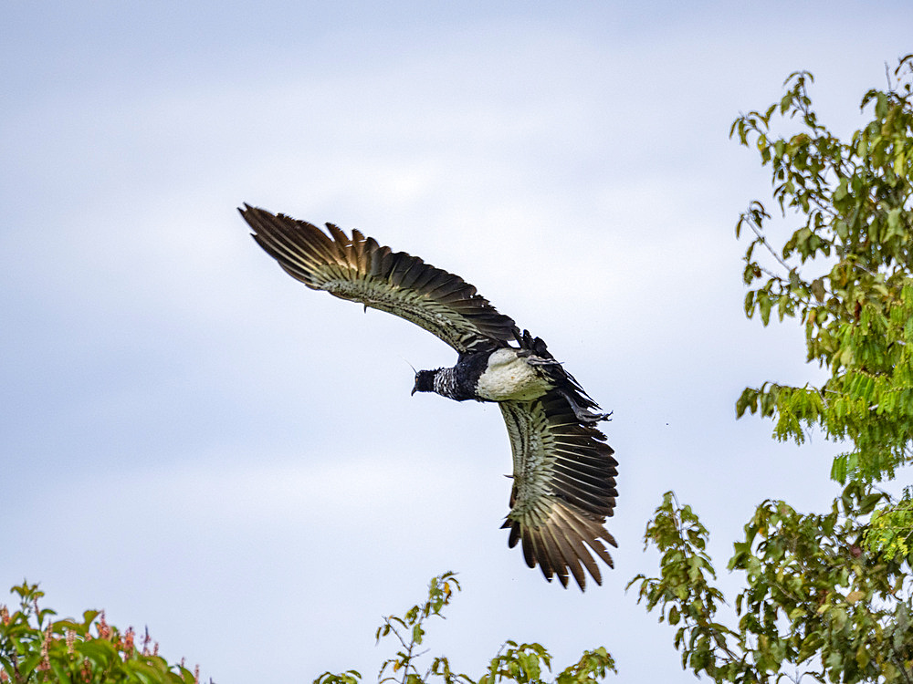 An adult horned screamer, Anhima cornuta, in flight in the Pacaya Samiria Preserve, Peru.