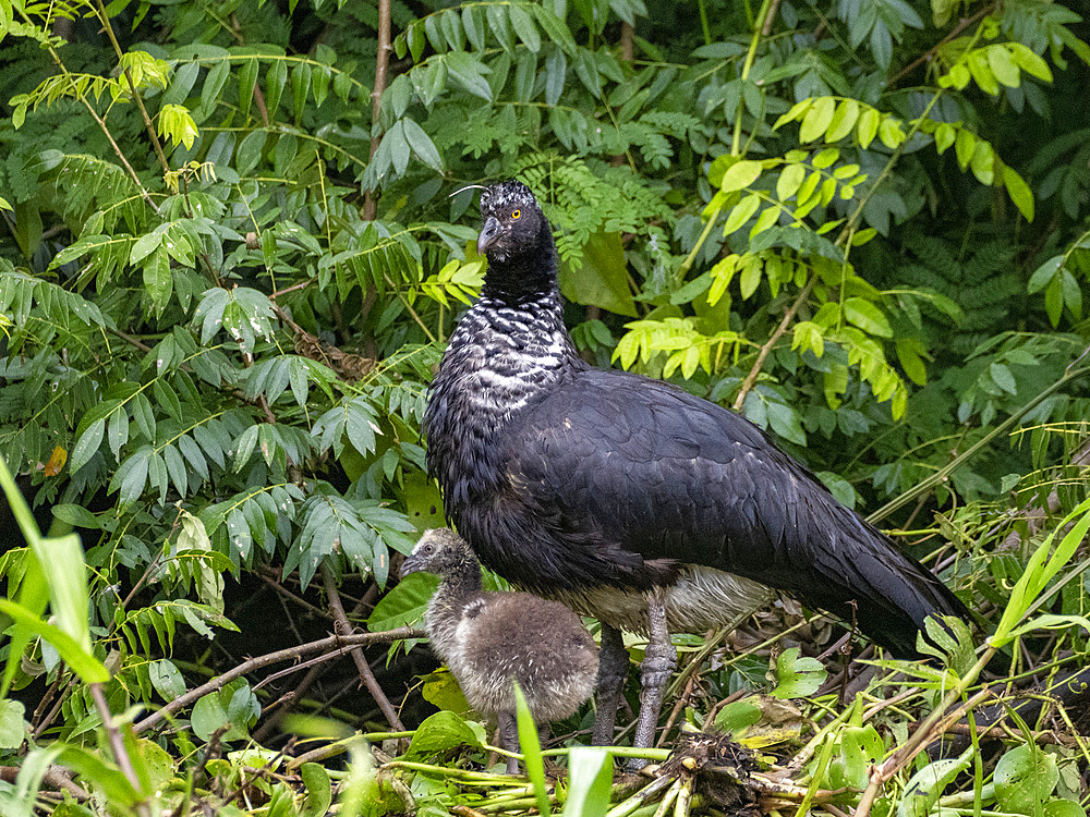 An adult female horned screamer, Anhima cornuta, with chick on the ground in the Pacaya Samiria Preserve, Peru.