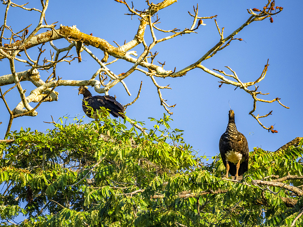 A pair of adult horned screamers, Anhima cornuta, perched in a tree in the Pacaya Samiria Preserve, Peru.
