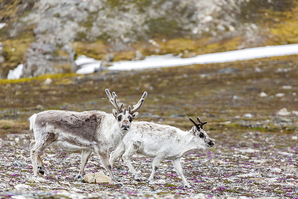 Male and female Svalbard reindeer (Rangifer tarandus platyrhynchus) at Gosbergkilen, Spitsbergen, Svalbard, Norway, Scandinavia, Europe