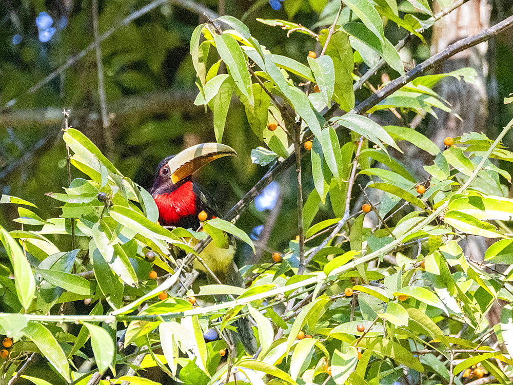 An adult ivory-billed aracari, Pteroglossus azara, perched in a tree within the Pacaya Samiria Preserve, Peru.