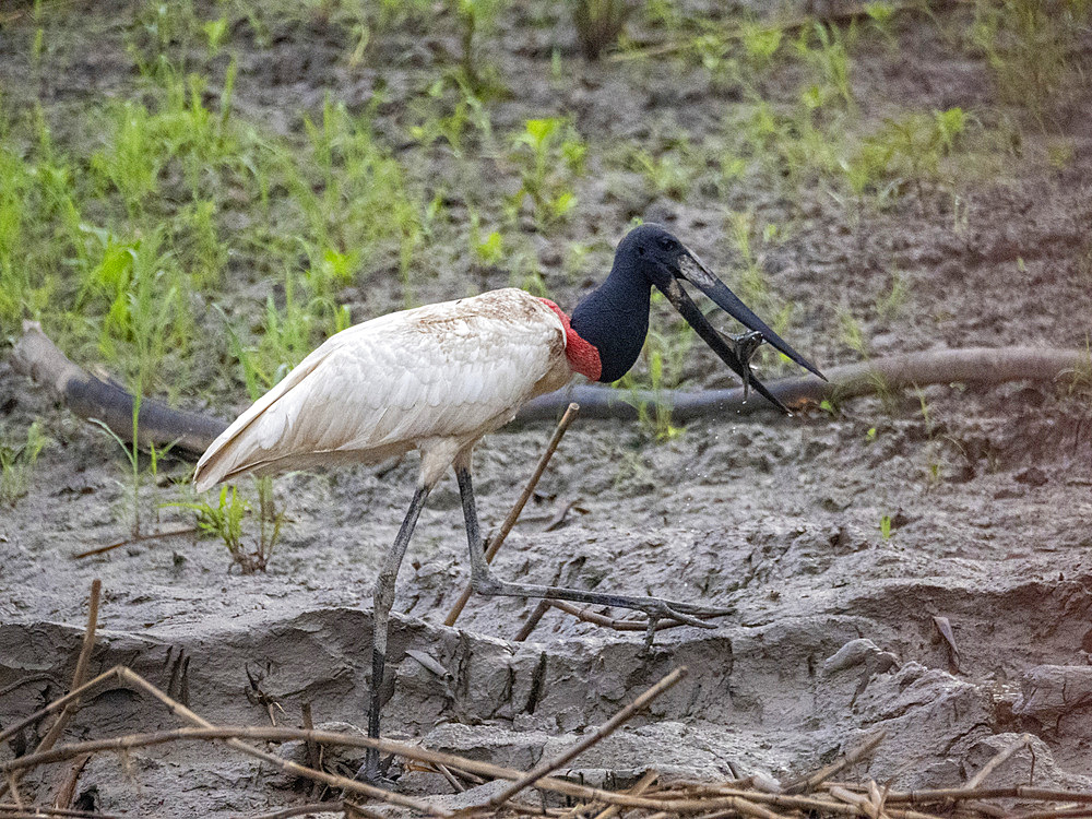 An adult jabiru, Jabiru mycteria, with an armored catfish on the riverbank within the Pacaya Samiria Preserve, Peru.