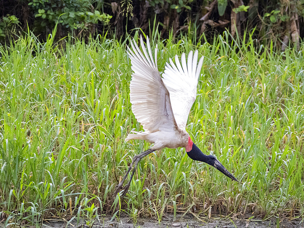 An adult jabiru, Jabiru mycteria, in flight within the Pacaya Samiria Preserve, Peru.
