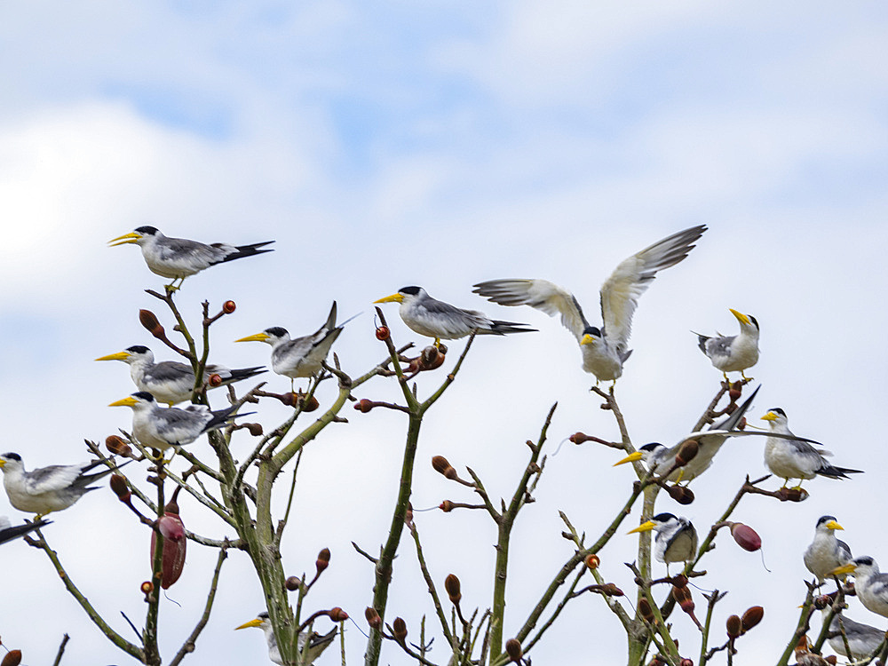 Adult large-billed terns, Phaethusa simplex, perched in a kapok tree within the Pacaya Samiria Preserve, Peru.