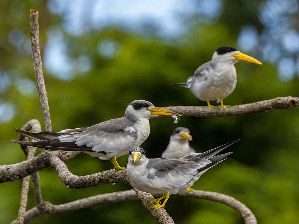 Adult large-billed terns, Phaethusa simplex, perched in a tree within the Pacaya Samiria Preserve, Peru.