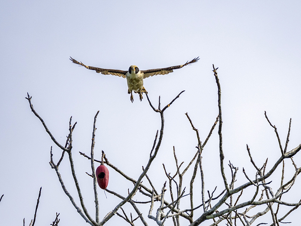 Adult Laughing Falcon, Herpetotheres cachinnans, taking flight within the Pacaya Samiria Preserve, Peru.