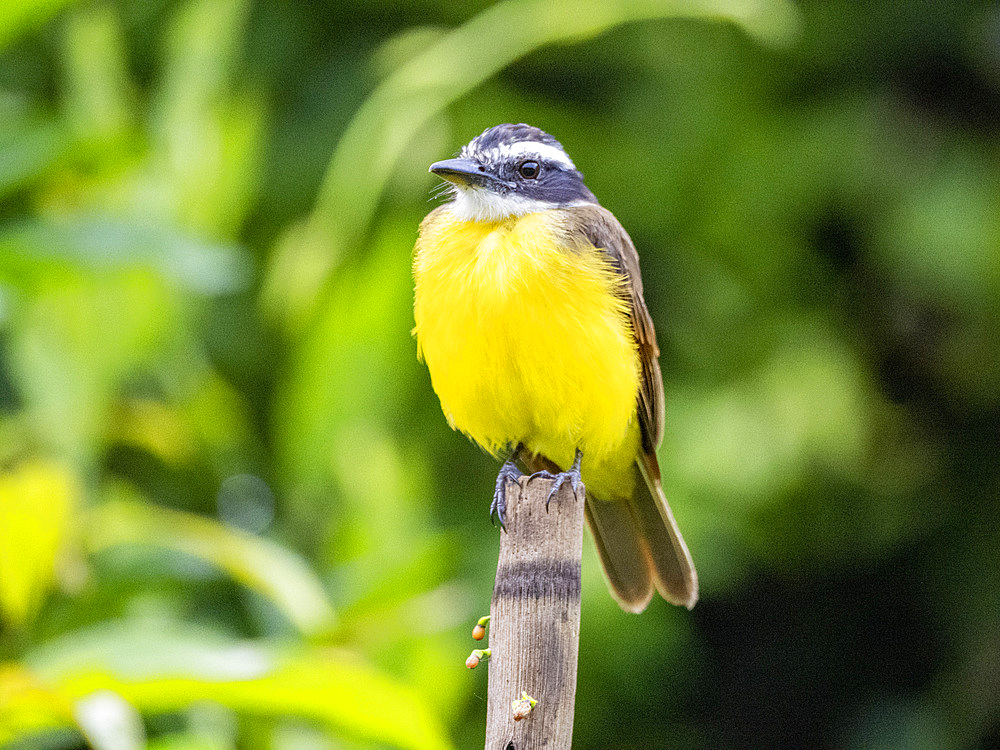 Adult lesser kiskadee, Pitangus lictor, perched on a branch within the Pacaya Samiria Preserve, Peru.