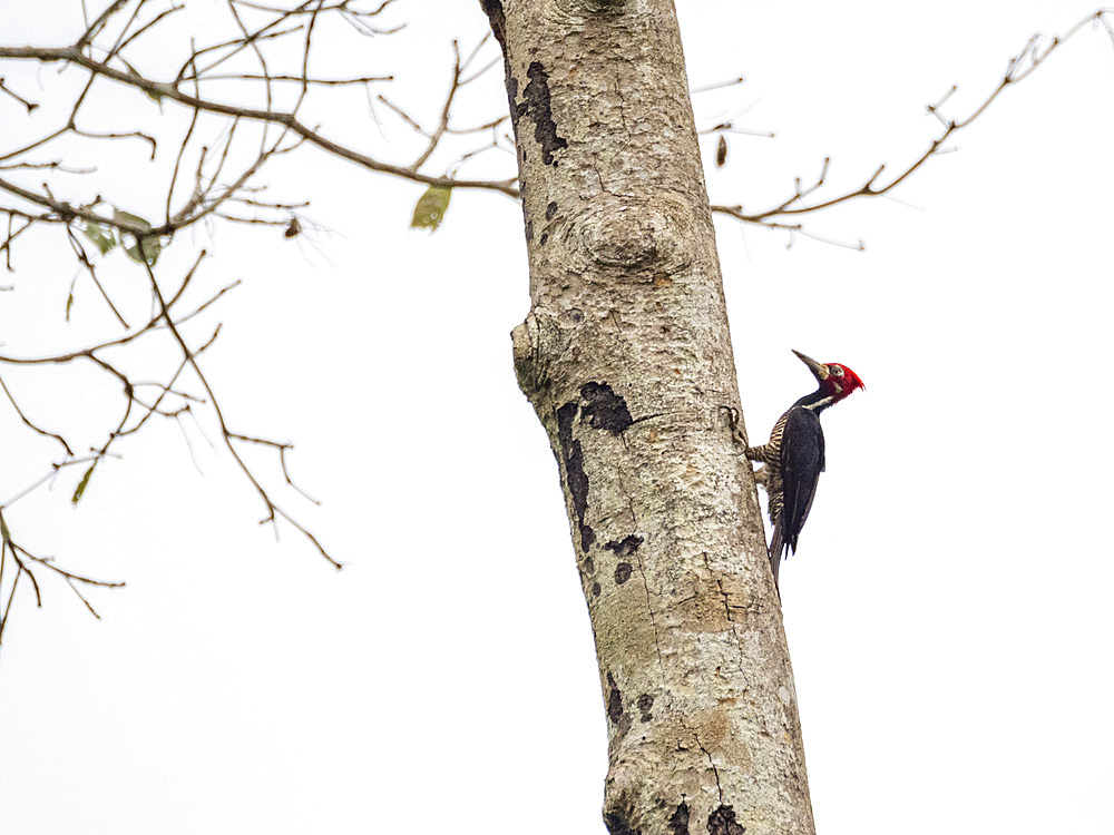 Adult lineated woodpecker, Dryocopus lineatus, perched on a tree within the Pacaya Samiria Preserve, Peru.