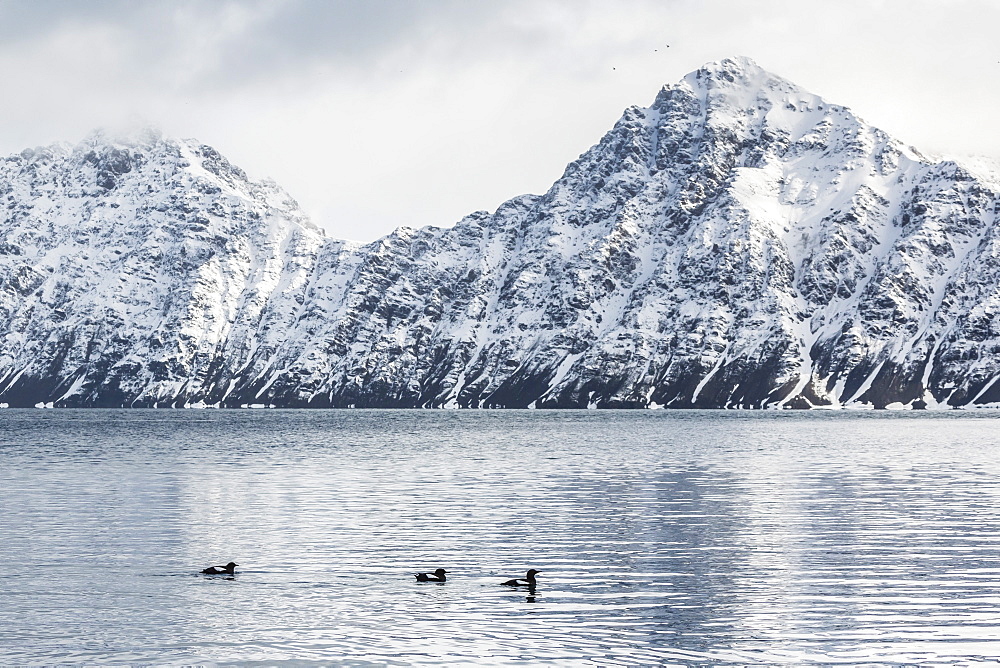 Adult black guillemots (Cepphus grylle) at Signehamna, Krossfjord, Svalbard, Norway, Scandinavia, Europe