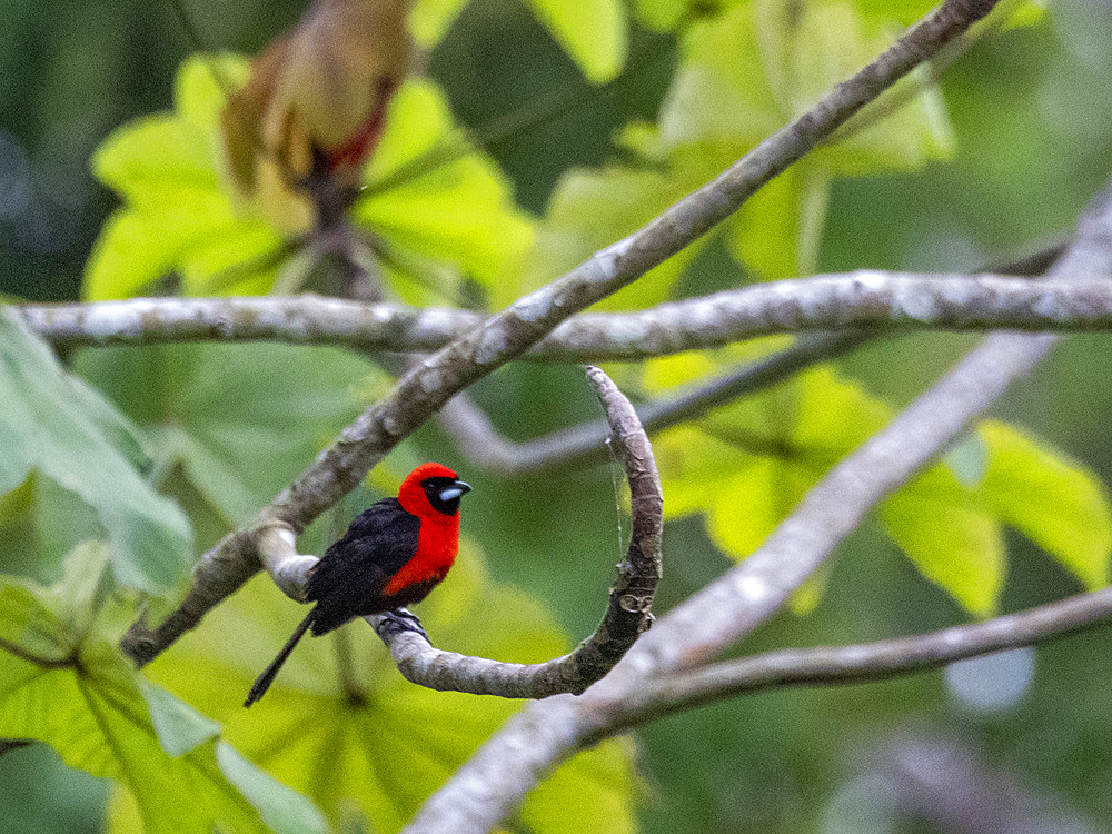 Adult masked crimson tanager, Ramphocelus nigrogularis, perched in a tree within the Pacaya Samiria Preserve, Peru.