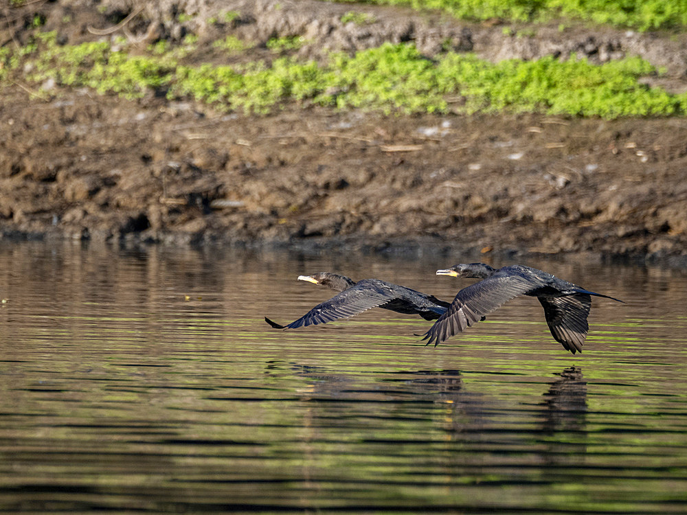 A pair of adult neotropic cormorants, Phalacrocorax brasilianus, in flight within the Pacaya Samiria Preserve, Peru.