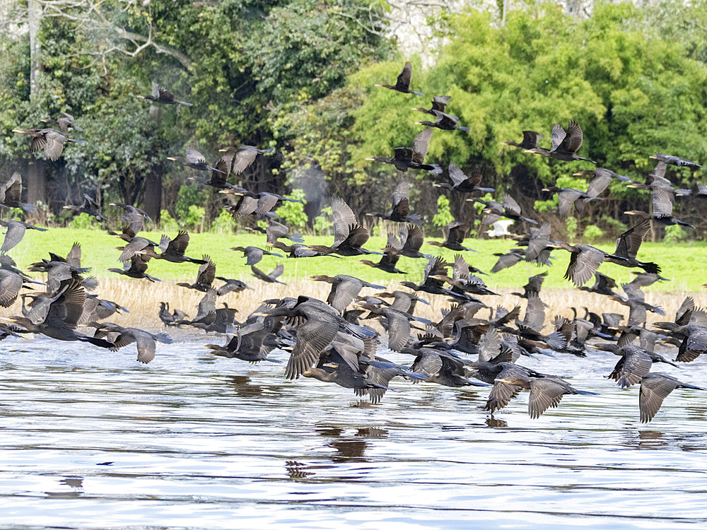 Adult neotropic cormorants, Phalacrocorax brasilianus, taking flight within the Pacaya Samiria Preserve, Peru.