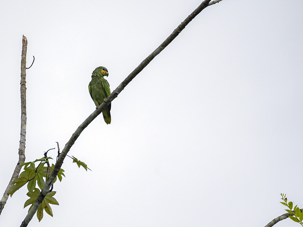 Adult orange-winged parrot, Amazona amazonica, perched on a tree within the Pacaya Samiria Preserve, Peru.