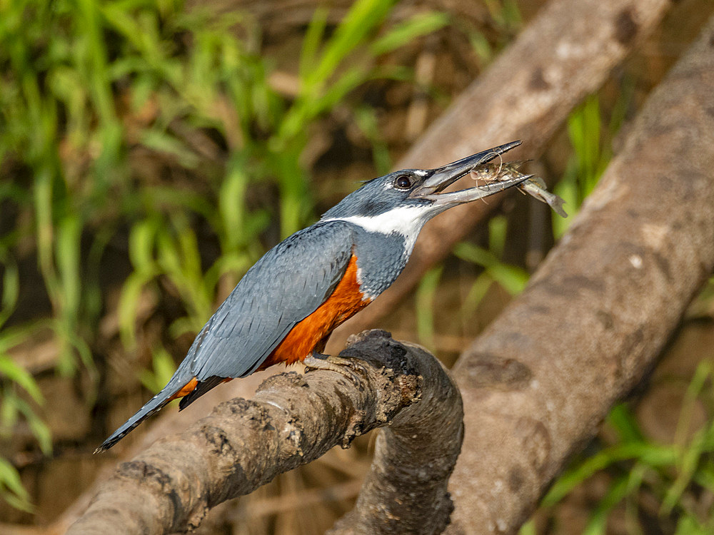 Adult ringed kingfisher, Megaceryle torquata, perched in a tree eating a small fish within the Pacaya Samiria Preserve, Peru.