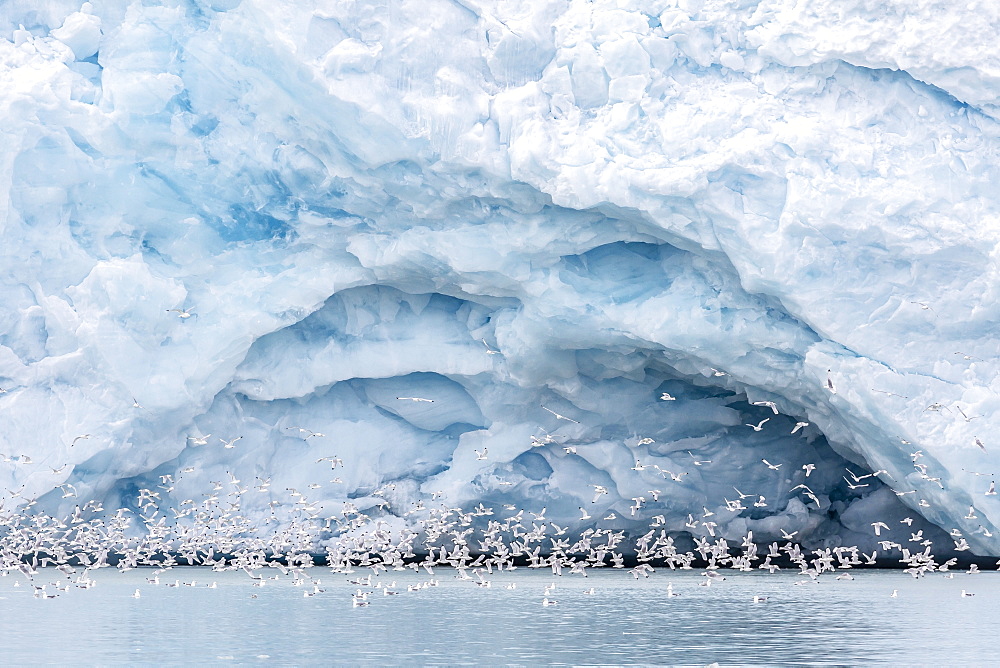 Adult black-legged kittiwake (Rissa tridactyla) near glabial cave at Monacobreen, Spitsbergen, Svalbard, Norway, Scandinavia, Europe