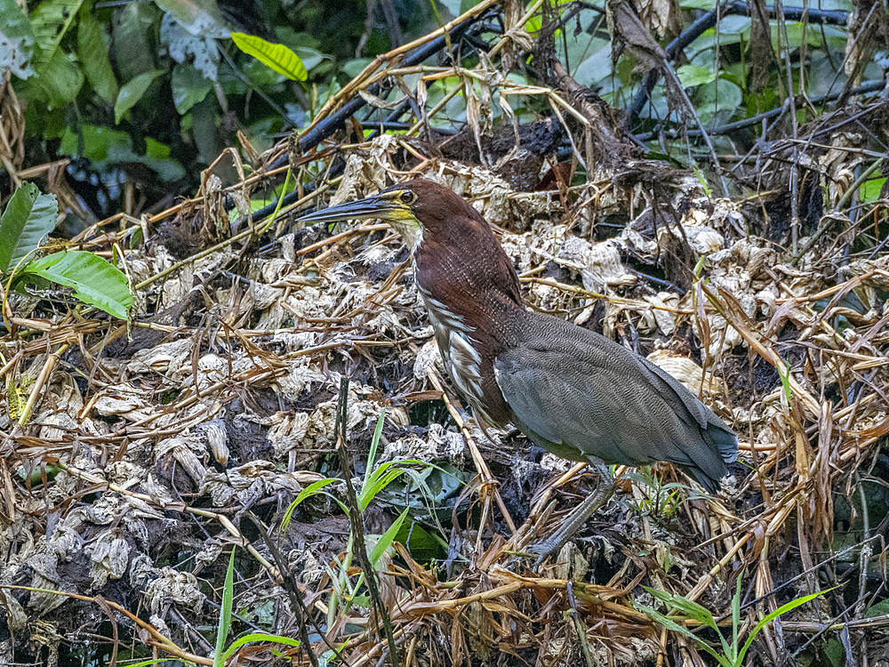 Adult rufescent tiger heron, Tigrisoma lineatum, perched in a tree eating a fish within the Pacaya Samiria Preserve, Peru.