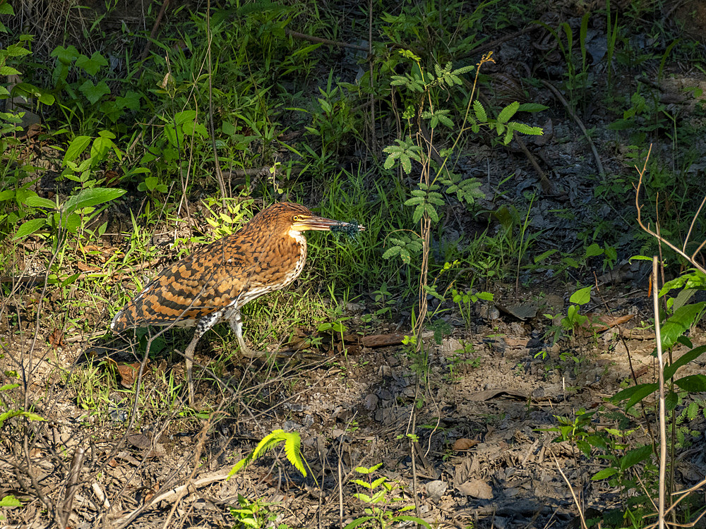 A juvenile rufescent tiger heron, Tigrisoma lineatum, within the Pacaya Samiria Preserve, Peru.