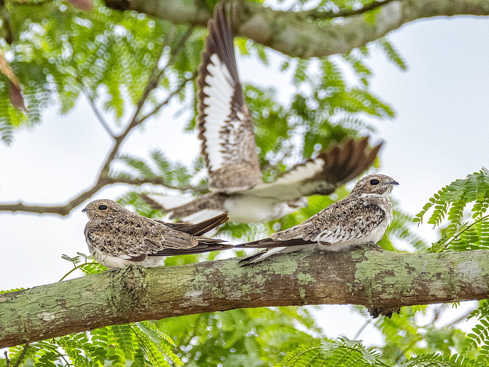 Adult sand-colored nighthawks, Chordeiles rupestris, perched in a tree within the Pacaya Samiria Preserve, Peru.