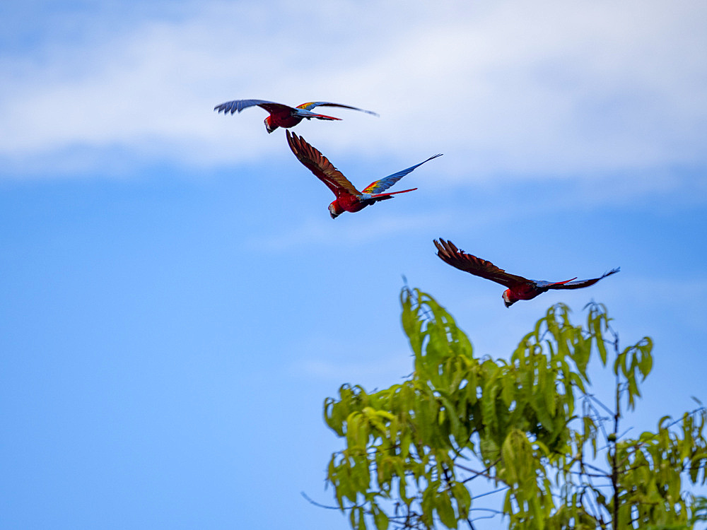 Adult scarlet macaws, Ara macao, taking flight within the Pacaya Samiria Preserve, Peru.