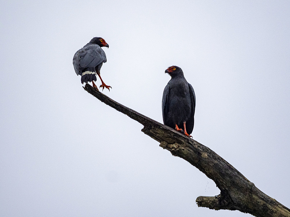 A pair of adult slate-colored hawk, Leucopternis schistaceus, perched in a tree in the Pacaya Samiria Preserve, Peru.