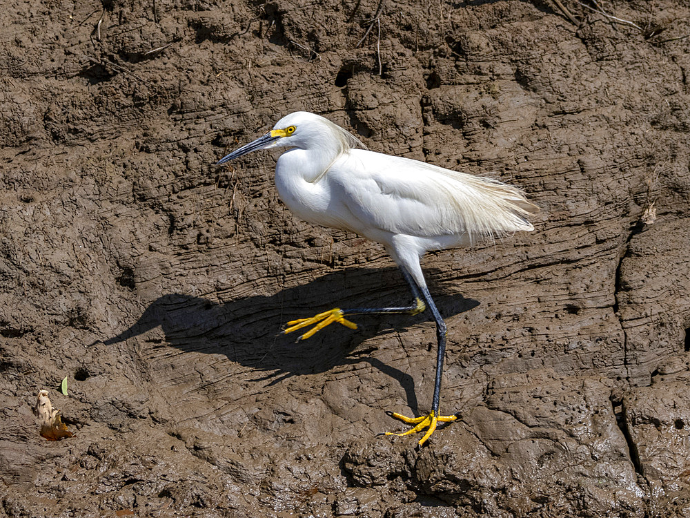 Adult snowy egret, Egretta thula, along the riverbank within the Pacaya Samiria Preserve, Peru.