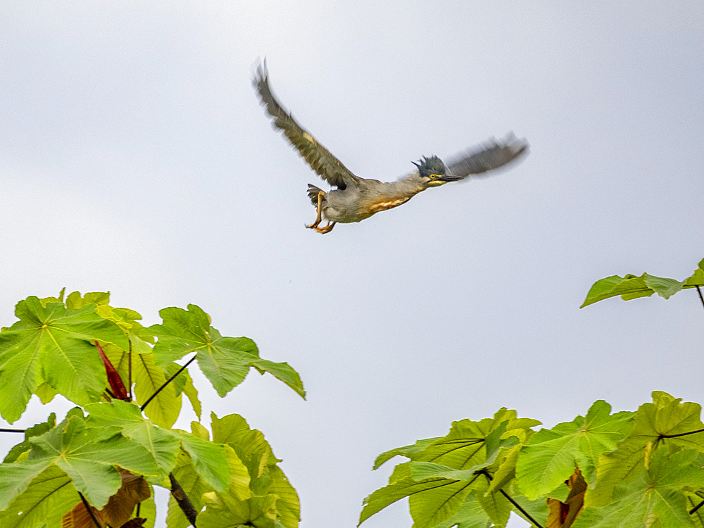 Adult striated heron, Butorides striata, taking flight from a tree within the Pacaya Samiria Preserve, Peru.