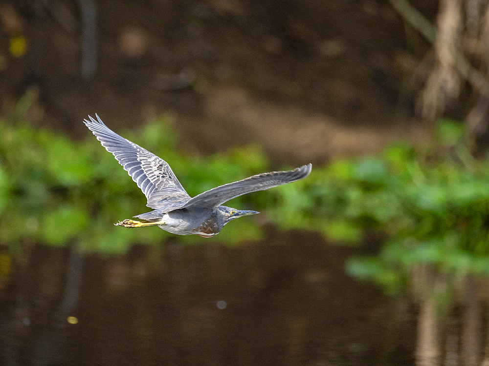 Adult striated heron, Butorides striata, in flight within the Pacaya Samiria Preserve, Peru.