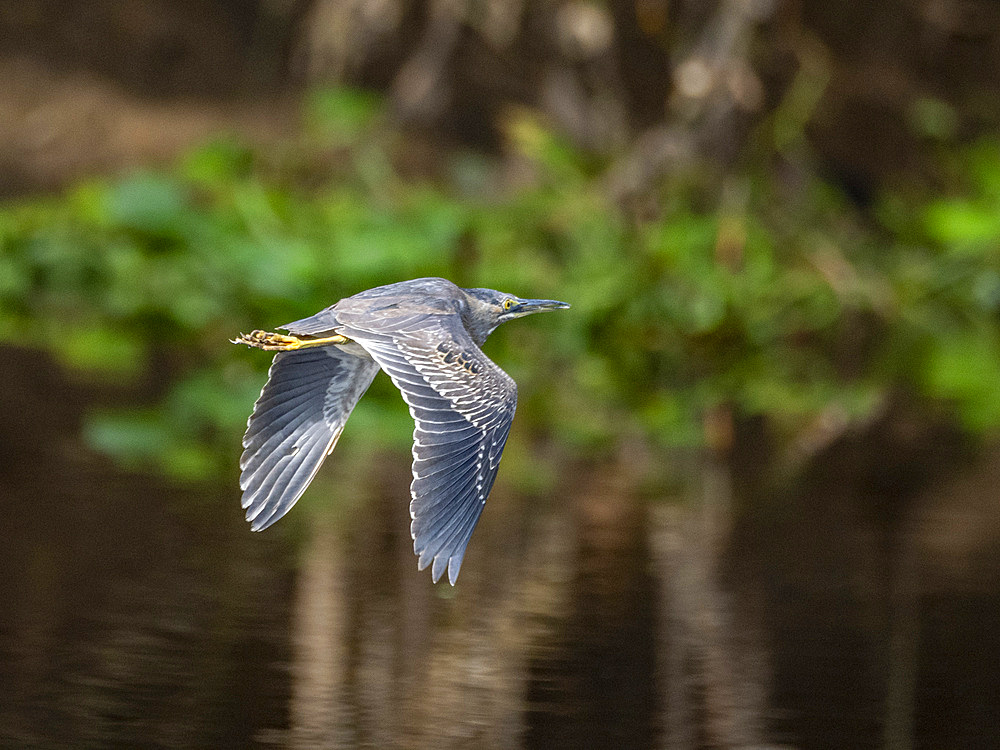 Adult striated heron, Butorides striata, in flight within the Pacaya Samiria Preserve, Peru.