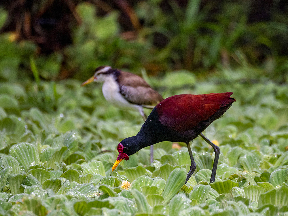 Adult wattled jacana, Jacana jacana, with chick walking on the vegetation within the Pacaya Samiria Preserve, Peru.
