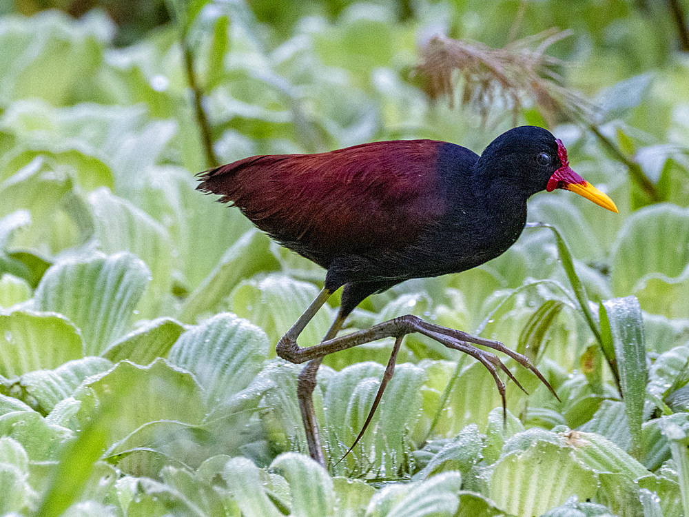 Adult wattled jacana, Jacana jacana, walking on the vegetation within the Pacaya Samiria Preserve, Peru.