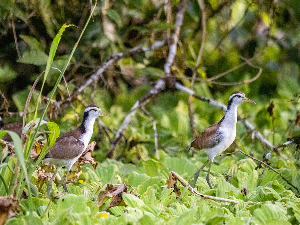 Wattled jacana, Jacana jacana, chicks walking on the vegetation within the Pacaya Samiria Preserve, Peru.