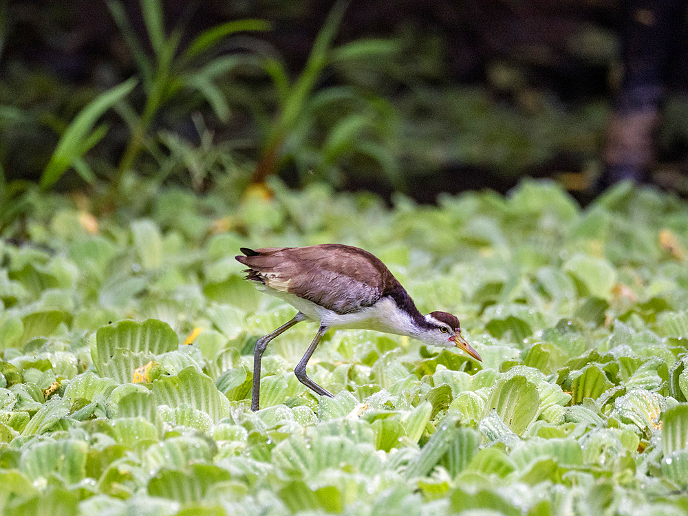 Wattled jacana, Jacana jacana, chick walking on the vegetation within the Pacaya Samiria Preserve, Peru.