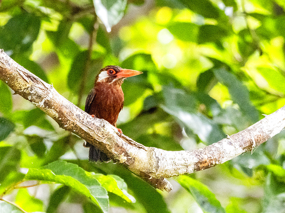 Adult white-eared jacamar, Galbalcyrhynchus leucotis, perched in a tree within the Pacaya Samiria Preserve, Peru.