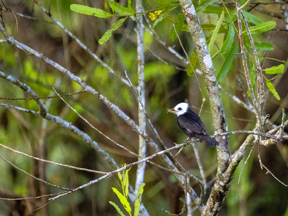 Adult male white-headed marsh tyrant, Arundinicola leucocephala, perched in a tree within the Pacaya Samiria Preserve, Peru.