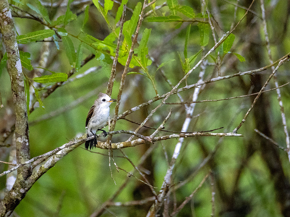 Adult female white-headed marsh tyrant, Arundinicola leucocephala, perched within the Pacaya Samiria Preserve, Peru.