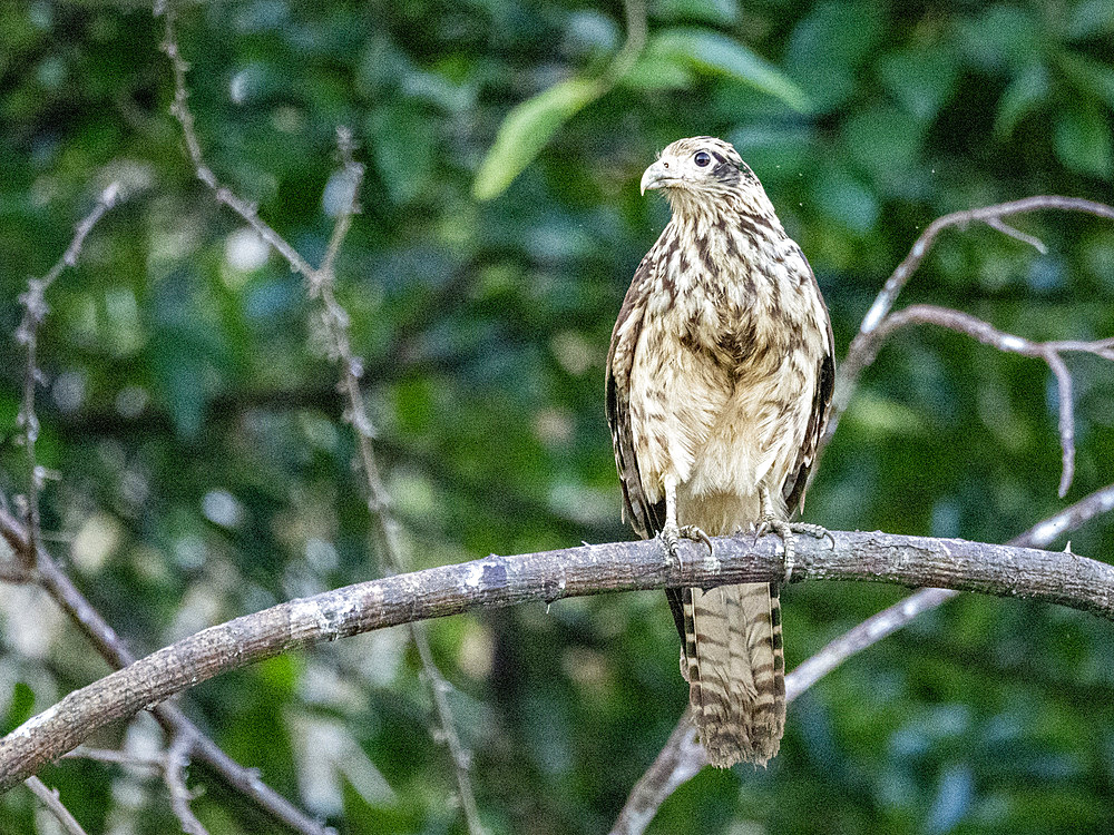 Adult yellow-headed caracara, Daptrius chimachima, perched in a tree within the Pacaya Samiria Preserve, Peru.