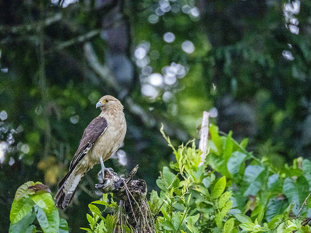 Adult yellow-headed caracara, Daptrius chimachima, in flight within the Pacaya Samiria Preserve, Peru.