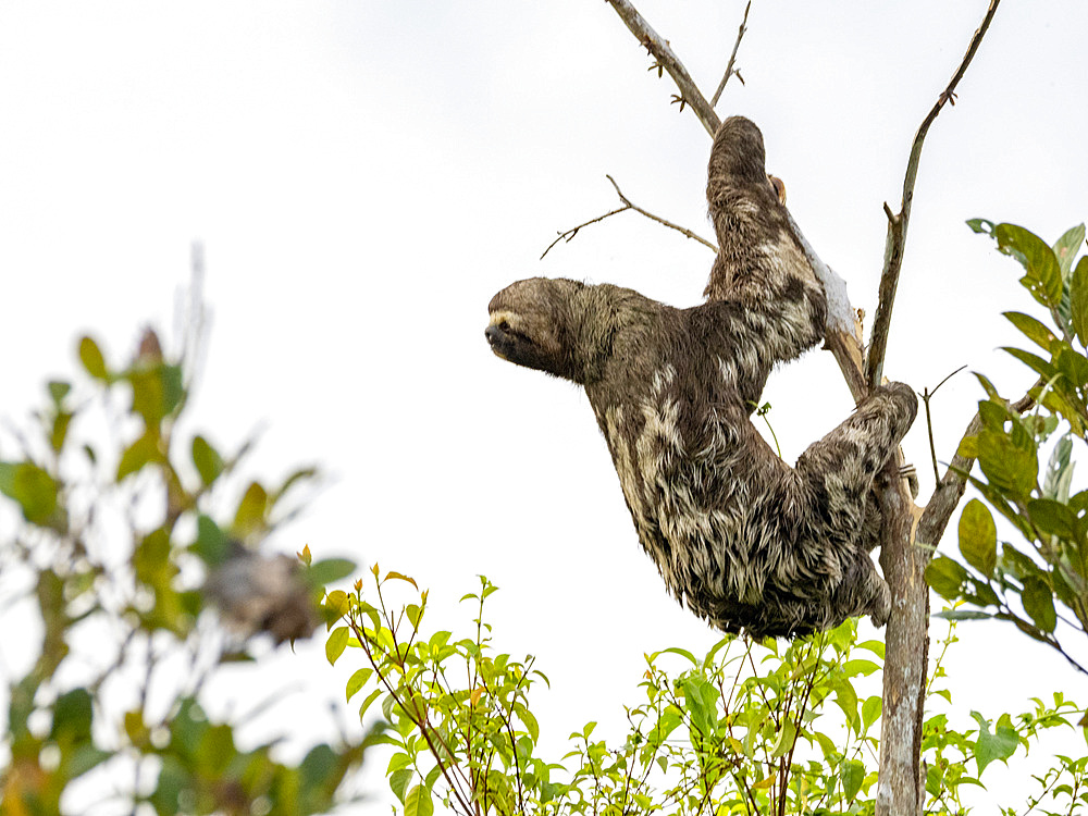 Adult brown-throated sloth, Bradypus variegatus, hanging in a tree within the Pacaya Samiria Preserve, Peru.