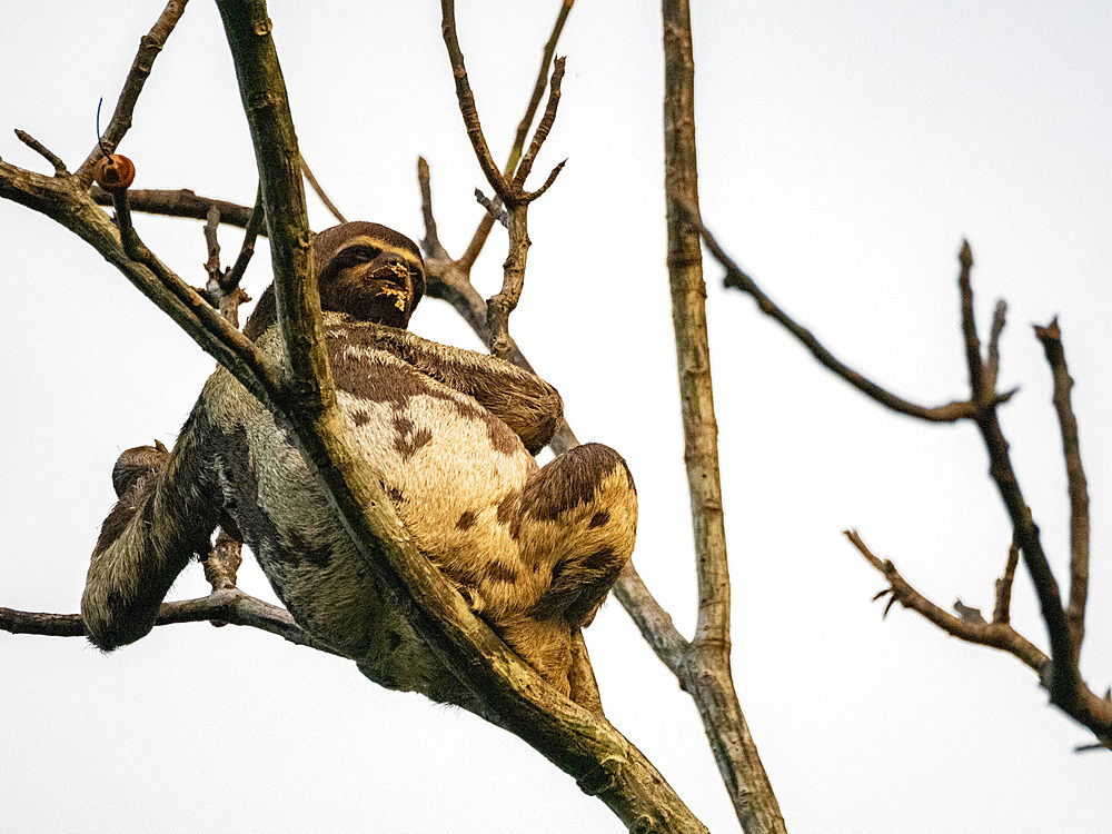 Adult brown-throated sloth, Bradypus variegatus, hanging in a tree within the Pacaya Samiria Preserve, Peru.