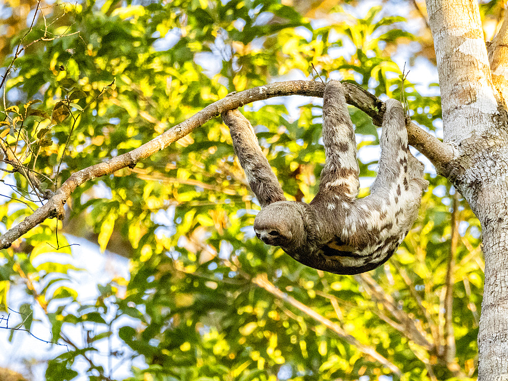 Adult brown-throated sloth, Bradypus variegatus, hanging in a tree within the Pacaya Samiria Preserve, Peru.