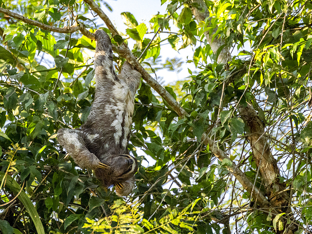 Adult brown-throated sloth, Bradypus variegatus, hanging in a tree within the Pacaya Samiria Preserve, Peru.