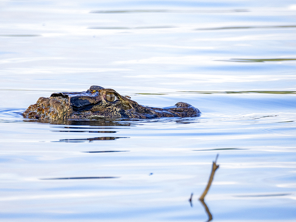 A juvenile black caiman, Caiman niger, swimming in the Pacaya River within the Pacaya Samiria Preserve, Peru.