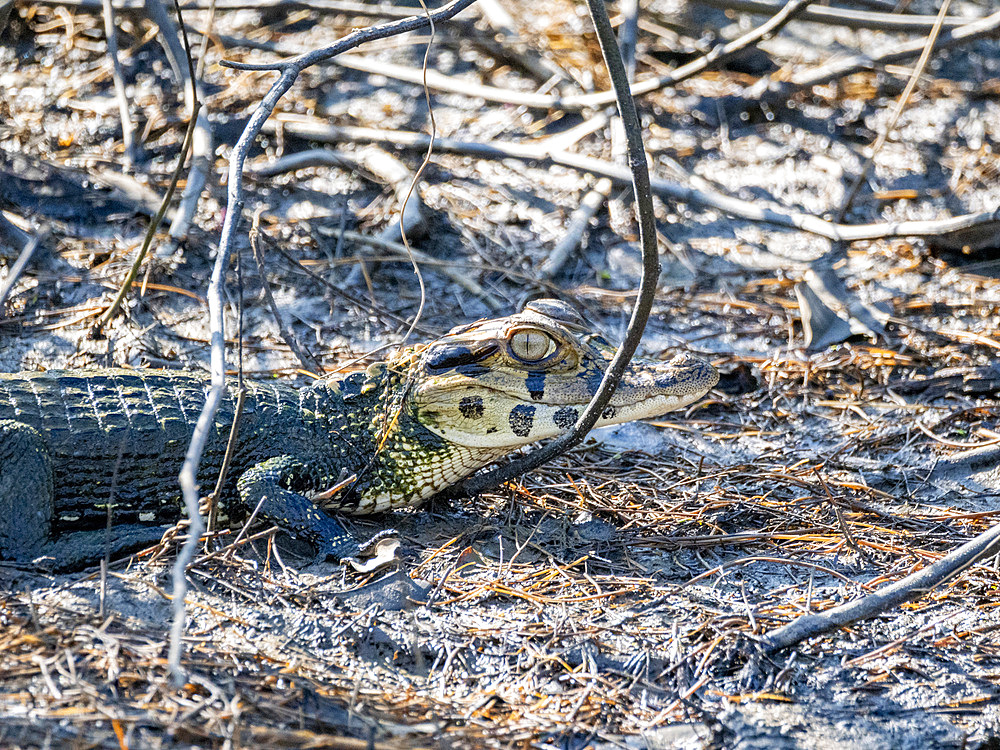 A juvenile black caiman, Caiman niger, on the riverbank of the Pacaya River within the Pacaya Samiria Preserve, Peru.