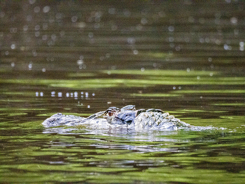 An adult black caiman, Caiman niger, swimming in the Pacaya River within the Pacaya Samiria Preserve, Peru.