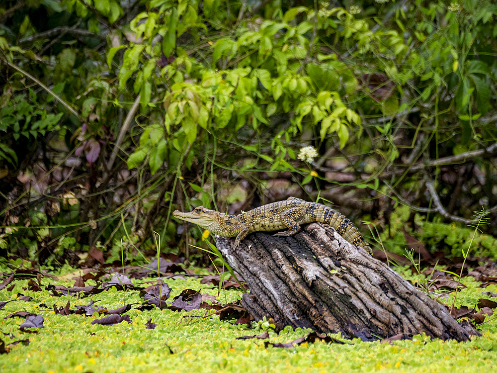 A juvenile spectacled caiman, Caiman crocodilus, basking on a stump within the Pacaya Samiria Preserve, Peru.
