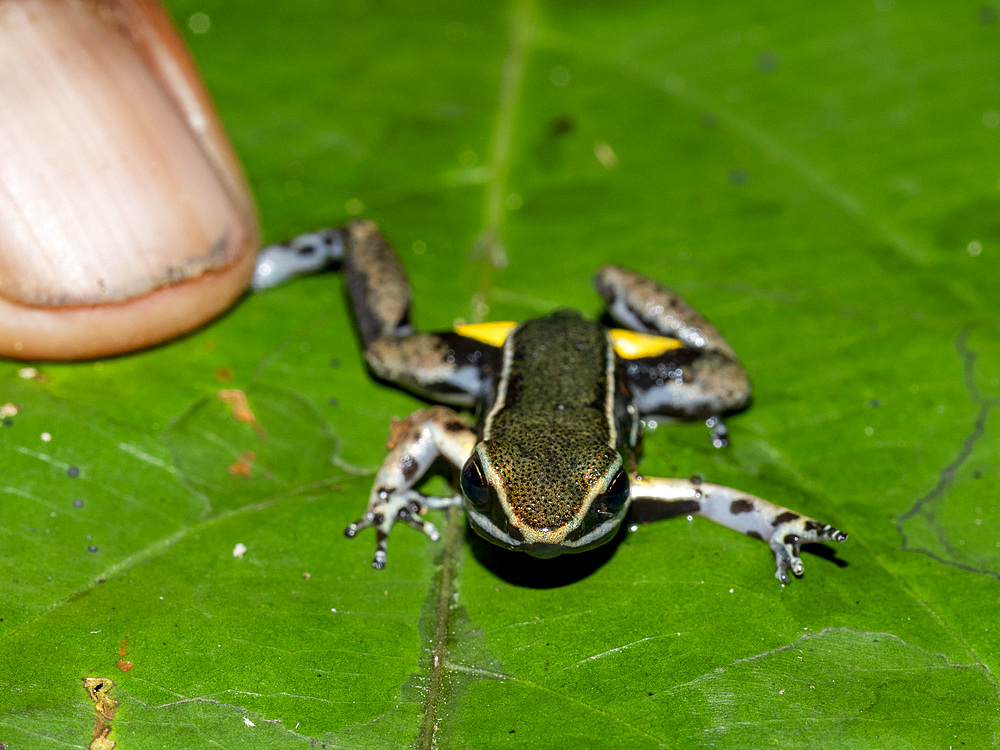 An adult brilliant-thighed poison-arrow frog, Allobates femoralis, captured within the Pacaya Samiria Preserve, Peru.